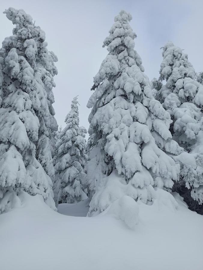 Walpurgis Hexe Braunlage Exterior foto